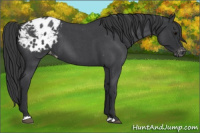Horse Color:Blue Roan Appaloosa 