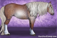 Horse Color:Gray Silver Bay 