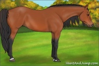 Horse Color:Bay Sabino 