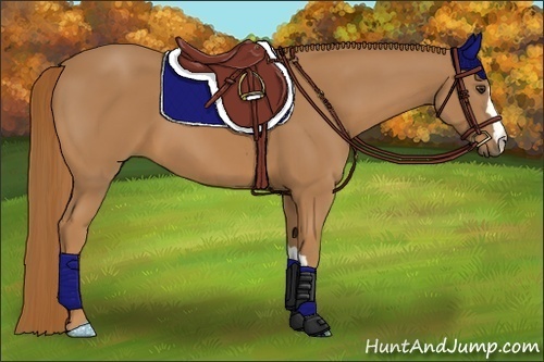 Horse Color: Chestnut 