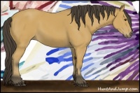 Horse Color:Buckskin 