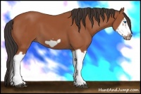 Horse Color:Bay Splash Frame 