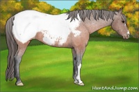 Horse Color:Brown Appaloosa 