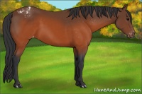 Horse Color:Brown Appaloosa 
