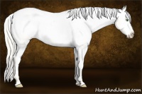 Horse Color:Gold Cream Champagne Appaloosa 