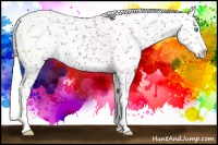 Horse Color:Cremello Snowcap 