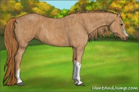 Horse Color:Chestnut Brindle