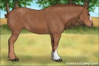 Horse Color:Chestnut  Brindle