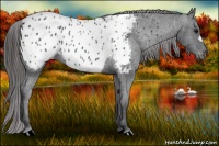 Horse Color:Black Appaloosa