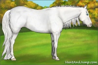 Horse Color:Cremello Appaloosa 