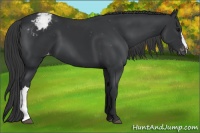 Horse Color:Black Appaloosa 