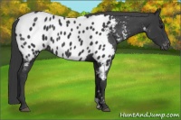 Horse Color:Black Appaloosa 