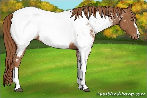 Horse Color:Chestnut Appaloosa 