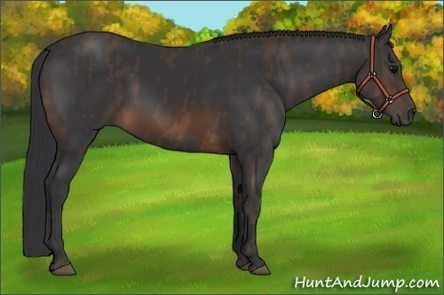 Horse Color:Brown Rabicano Brindle
