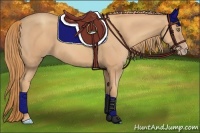 Horse Color:Gold Champagne 