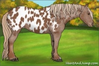 Horse Color:Chestnut Appaloosa 