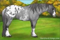 Horse Color:White Spotted Blue Roan Splash Frame Appaloosa