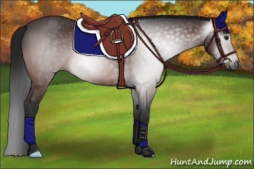 Horse Color:Gray Bay 