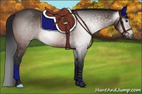 Horse Color:Gray Bay 