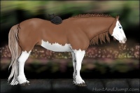 Horse Color:Chestnut Splash 