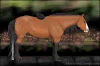 Horse Color:Bay Splash