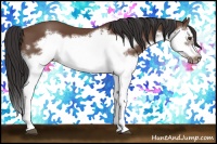 Horse Color:Bay Splash Frame 