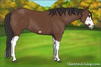 Horse Color:Bay Splash Frame 