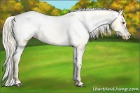 Horse Color:Palomino Appaloosa