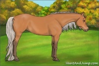 Horse Color:Silver Bay 