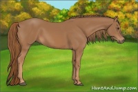Horse Color:Chestnut Sabino 