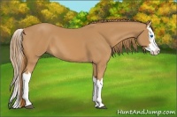 Horse Color:Chestnut Splash 