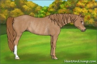 Horse Color:Chestnut Rabicano 