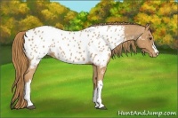 Horse Color:Chestnut Blanket 