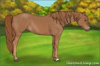 Horse Color:Chestnut Rabicano