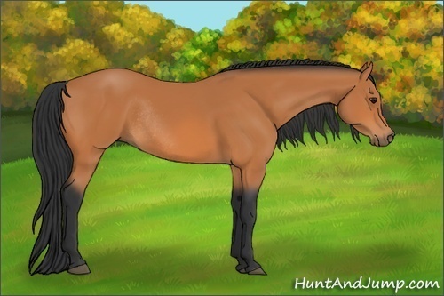 Horse Color: Bay Rabicano 