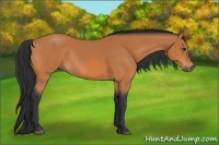 Horse Color:Bay Rabicano 