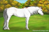 Horse Color:Bay Sabino 