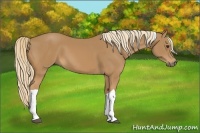 Horse Color:Chestnut Tobiano 