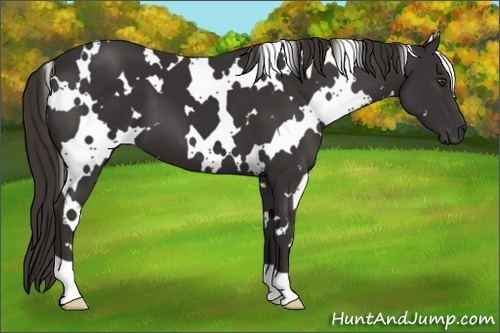 Horse Color: White Spotted Liver Chestnut 