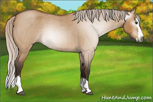 Horse Color:Gray Silver Bay Roan Dun Splash Rabicano 