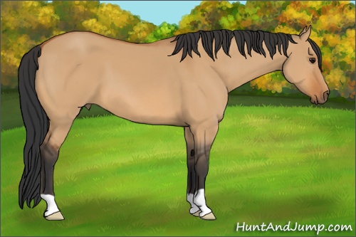 Horse Color:Bay Dun