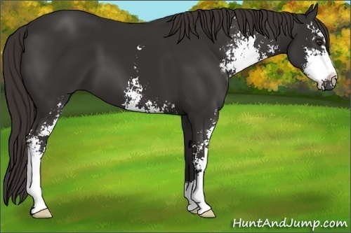 Horse Color: Liver Chestnut Sabino 
