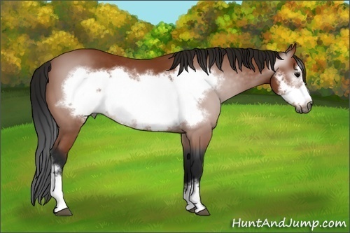 Horse Color:Gray Bay Frame