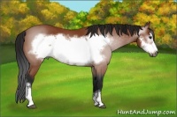 Horse Color:Gray Bay Frame