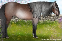 Horse Color:Gray Bay 