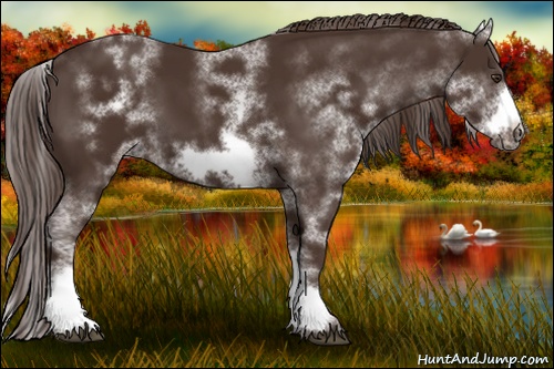 Horse Color: White Spotted Liver Chestnut Frame 