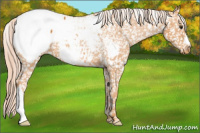 Horse Color:Chocolate Palomino Snowcap 
