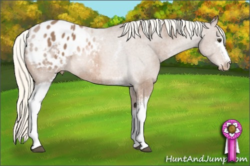 Horse Color: White Spotted Liver Chestnut Mushroom Blanket Rabicano 