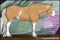 Horse Color:White Spotted Palomino Splash 