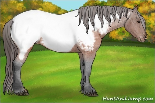 Horse Color: Brown Near Fewspot 